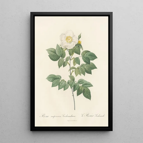 Rosa Sempervirens Leschenaultiana - Pierre Joseph Redouté — oprawiony obraz na ścianie