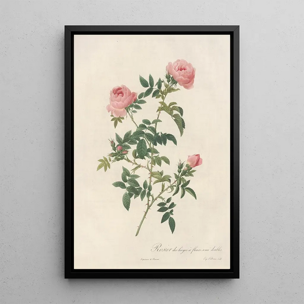 Rosa Sepium Flore Submultiplici - Pierre Joseph Redouté — oprawiony obraz na ścianie