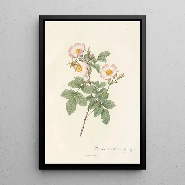Rosa Stylosa - Pierre Joseph Redouté — oprawiony obraz na ścianie