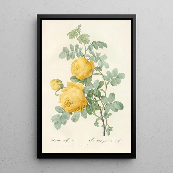 Rosa Sulfurea - Pierre Joseph Redouté — oprawiony obraz na ścianie