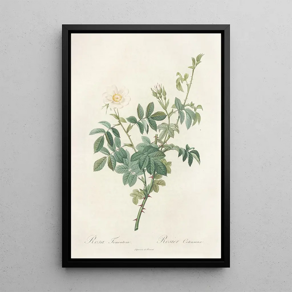 Rosa Tomentosa - Pierre Joseph Redouté — oprawiony obraz na ścianie