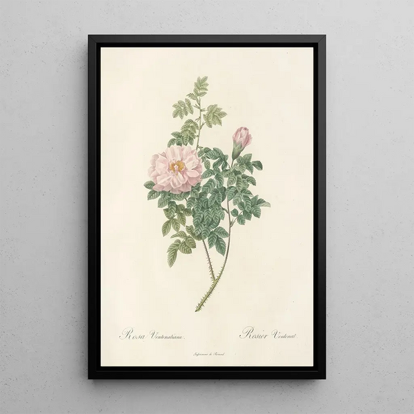 Rosa Ventenatiana - Pierre Joseph Redouté — oprawiony obraz na ścianie