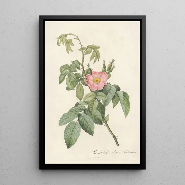 Rosa Villosa Therebenthina - Pierre Joseph Redouté — oprawiony obraz na ścianie