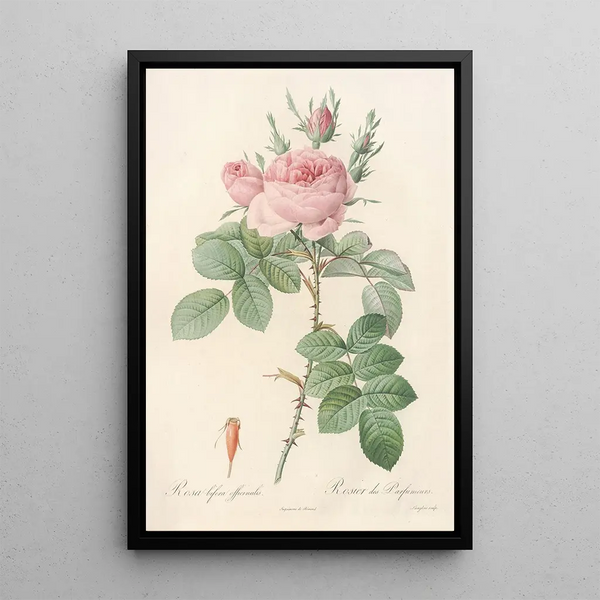 Rosa bifera Officinalis - Pierre Joseph Redouté — oprawiony obraz na ścianie