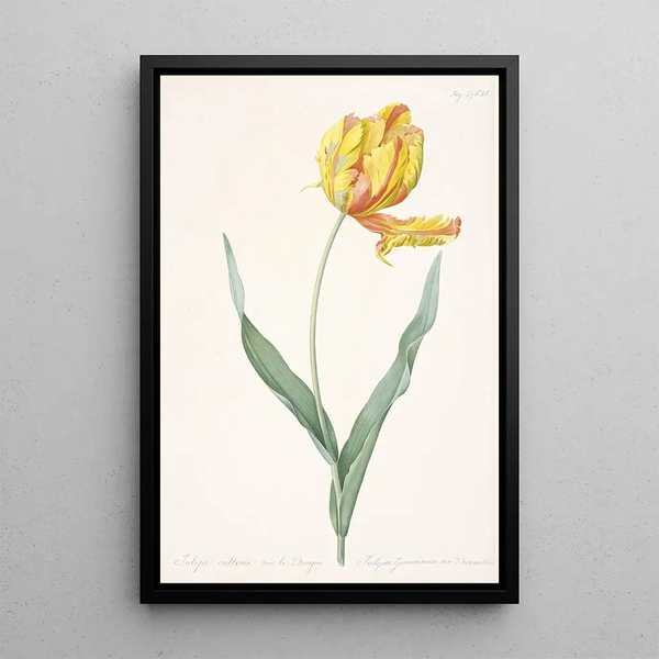 Tulipa gesneriana var dracontia Tulipe perroquet - Pierre Joseph Redouté — oprawiony obraz na ścianie