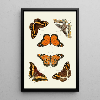 Pieter Cramer - De uitlandsche kapellen voorkomende in de drie waerelddeelen Asia Africa en America pl03.webp