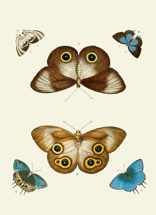 Pieter Cramer - De uitlandsche kapellen voorkomende in de drie waerelddeelen Asia Africa en America pl06.webp