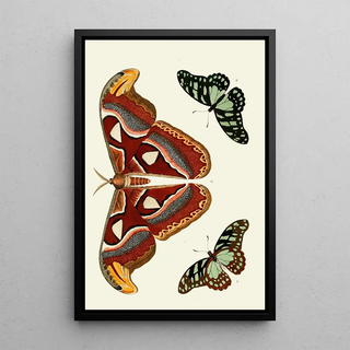 Pieter Cramer - De uitlandsche kapellen voorkomende in de drie waerelddeelen Asia Africa en America pl09.webp