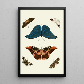 Pieter Cramer - De uitlandsche kapellen voorkomende in de drie waerelddeelen Asia Africa en America pl15.webp