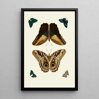 Pieter Cramer - De uitlandsche kapellen voorkomende in de drie waerelddeelen Asia Africa en America pl51.webp