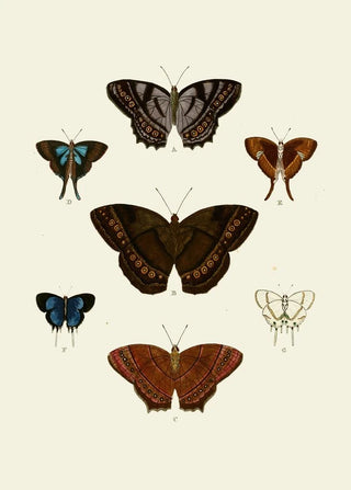 Pieter Cramer - De uitlandsche kapellen voorkomende in de drie waerelddeelen Asia Africa en America pl96.webp