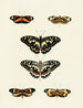Papillons étrangers présents sur les trois continents Asie Afrique et Amérique Pl039 - Pieter Cramer — widok dzieła