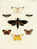 Papillons étrangers présents sur les trois continents Asie Afrique et Amérique Pl044 - Pieter Cramer — widok dzieła