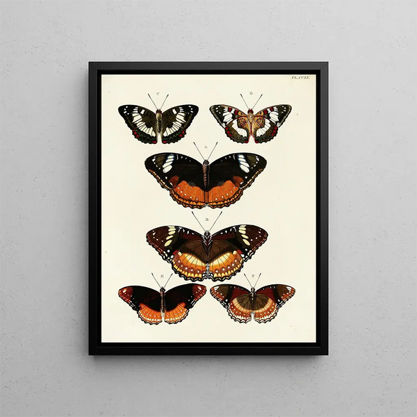 Pieter Cramer - Foreign butterflies occurring in the three continents Asia Africa and America Pl062.webp