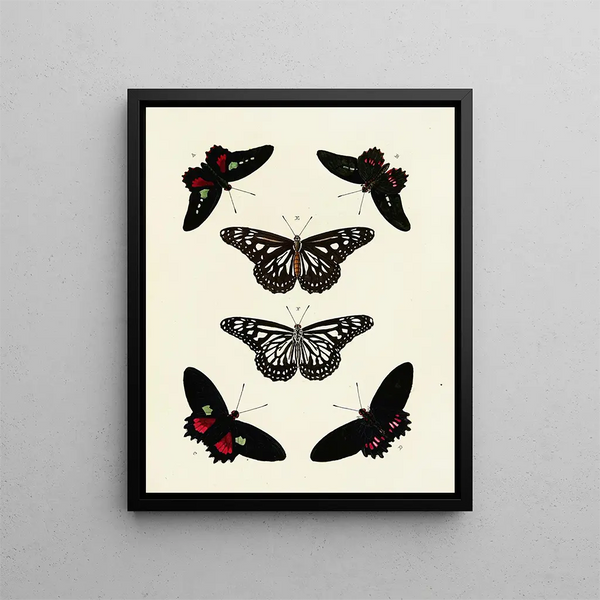 Pieter Cramer - Foreign butterflies occurring in the three continents Asia Africa and America Pl086.webp