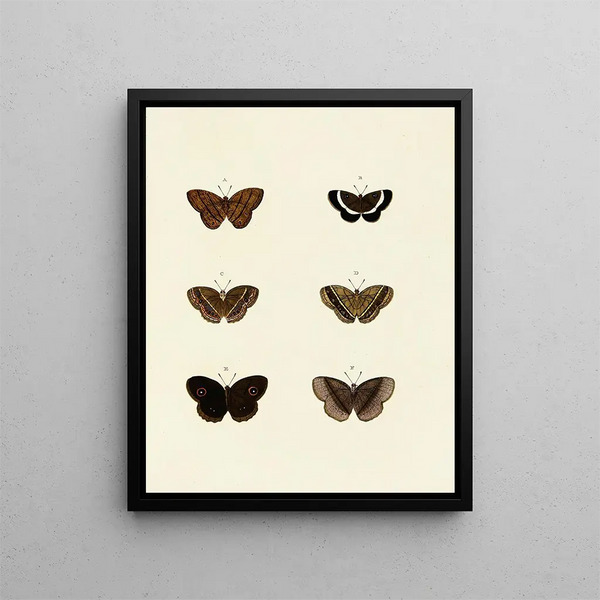 Pieter Cramer - Foreign butterflies occurring in the three continents Asia Africa and America Pl132.webp