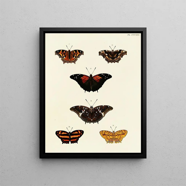 Pieter Cramer - Foreign butterflies occurring in the three continents Asia Africa and America Pl136.webp