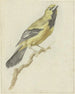 Loriot jaune Icterus nigrogularis - Pieter Gevers — widok dzieła