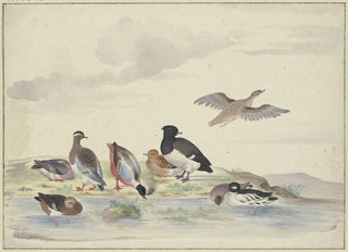 Pieter Holsteijn - Acht Enten verschiedener Art am Wasser.webp