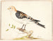 Un pipit des neiges - Pieter Holsteijn — widok dzieła