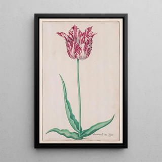 Pieter Holsteyn II - Study of a Tulip Gemarmerde van Jasper.webp