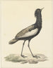 Baardtrap (Eupodotis bengalensis) - Pieter Pietersz Barbiers — widok dzieła