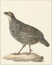 Francolin de Chine Excalfactoria chinensis - Pieter Pietersz. Barbiers — widok dzieła