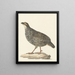 Francolin de Chine Excalfactoria chinensis - Pieter Pietersz. Barbiers — oprawiony obraz na ścianie