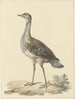 Denhams piège Neotis denhami - Pieter Pietersz. Barbiers — widok dzieła