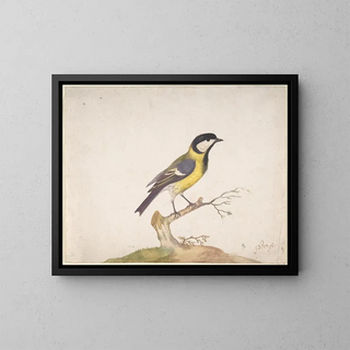Pieter Withoos - A Great Titmouse Parus major Perched on a Branch.webp