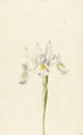 Iris blanc - Pieter Withoos — widok dzieła