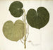 Piper umbellatum - Nikolaus Joseph Freiherr von Jacquin — widok dzieła