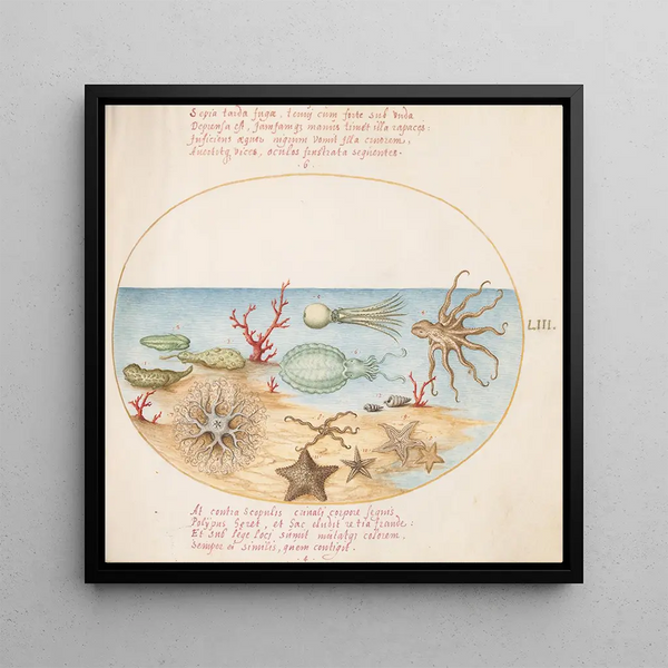 Plaque 53 Concombres de mer, Corail, Pieuvre, Étoile de mer, Calmar et Autres Créatures Maritimes - Joris Hoefnagel