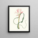 Amaryllis longifolia glauca - Priscilla Susan Bury — oprawiony obraz na ścianie