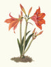 Amaryllis regina amaryllis lys mexicain - Priscilla Susan Bury — widok dzieła