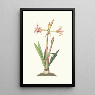 Priscilla Susan Bury - Amaryllis Vittata Minor.webp
