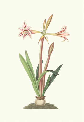 Priscilla Susan Bury - Amaryllis Vittata Minor.webp