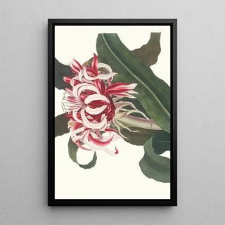 Priscilla Susan Bury - Crinium Augustum Queen Emma.webp