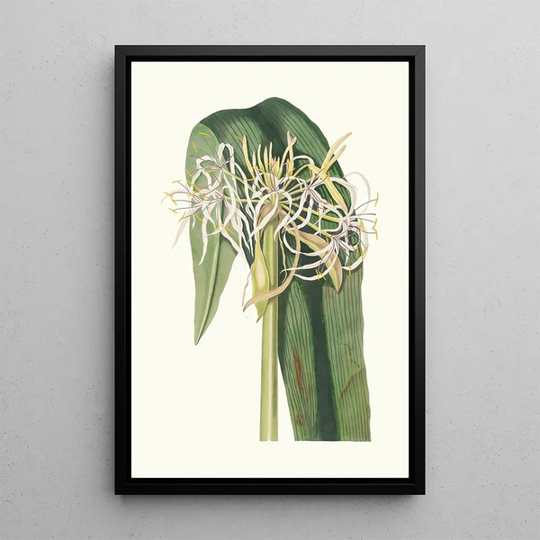 Crinum Declinatum - Priscilla Susan Bury — oprawiony obraz na ścianie