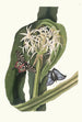 Crinum Pedunculatum Lys de rivière - Priscilla Susan Bury — widok dzieła