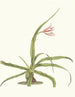 Crinum yuccides - Priscilla Susan Bury — widok dzieła