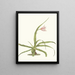 Crinum yuccides - Priscilla Susan Bury — oprawiony obraz na ścianie