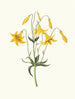 Lilium canadense lis z Kanady lis żółty dziki - Priscilla Susan Bury — widok dzieła