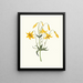 Lilium canadense lis z Kanady lis żółty dziki - Priscilla Susan Bury — oprawiony obraz na ścianie