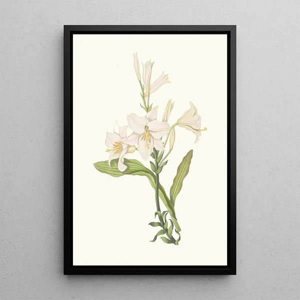 Lilium Candidum - Priscilla Susan Bury — oprawiony obraz na ścianie
