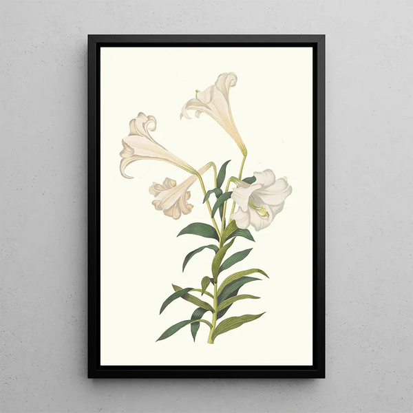 Lilium Longiflorum - Priscilla Susan Bury — oprawiony obraz na ścianie