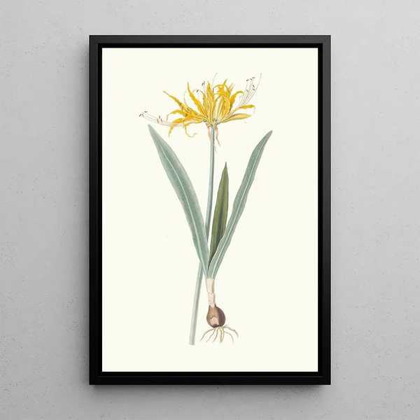 Nerine Aurea - Priscilla Susan Bury — oprawiony obraz na ścianie