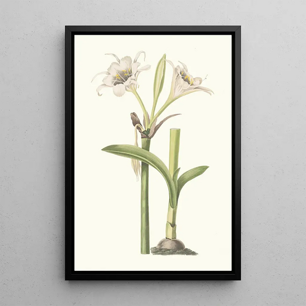 Pancratium Calathinum - Priscilla Susan Bury — oprawiony obraz na ścianie