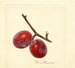 Prunus domestica Illinois Ironclad - Anonyme — widok dzieła