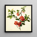 Pyrus japonica coing japonais - Mary Lawrance — oprawiony obraz na ścianie